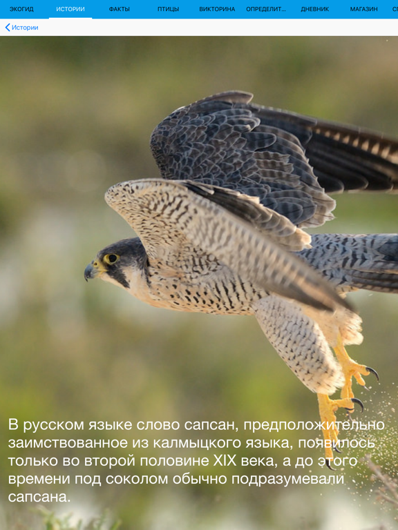 Screenshot #6 pour Экогид - Птицы