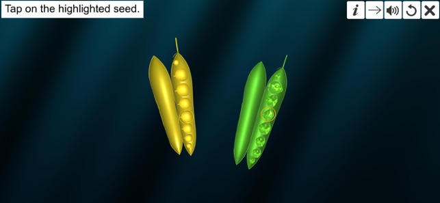 Dihybrid cross