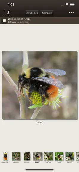 Game screenshot British & Irish Bumblebees hack