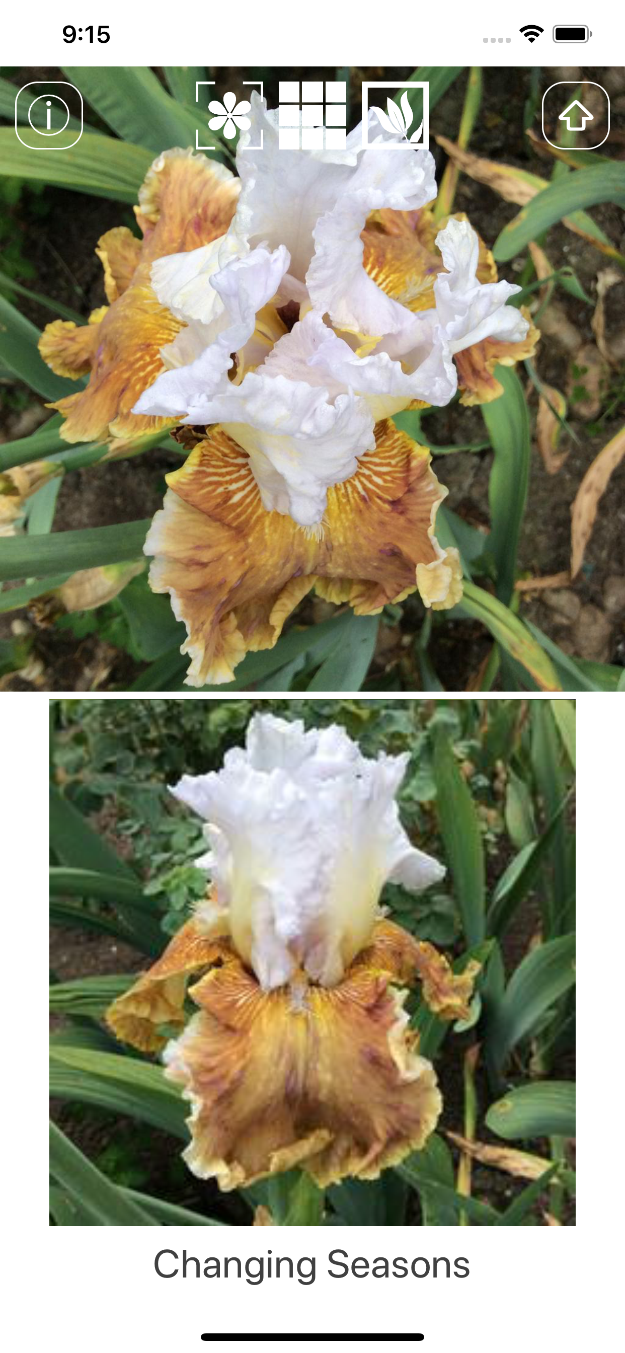Instant Iris