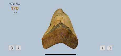 Megalodon