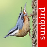 Download Bird Id - British Isles birds app