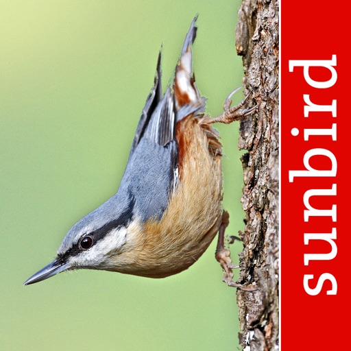 Bird Id - British Isles birds icon