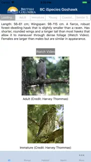 bc ispecies goshawk iphone screenshot 1