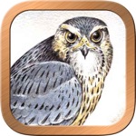 Download Druid Oracle Cards app