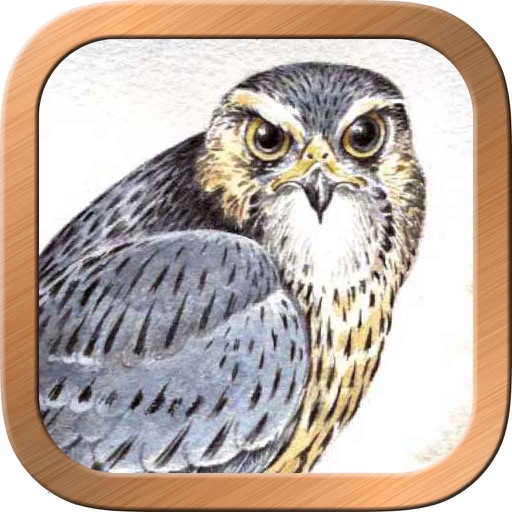 Druid Oracle Cards iOS App