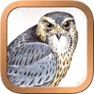 Get Druid Oracle Cards for iOS, iPhone, iPad Aso Report
