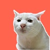 Cat Meme Stickers - iPadアプリ