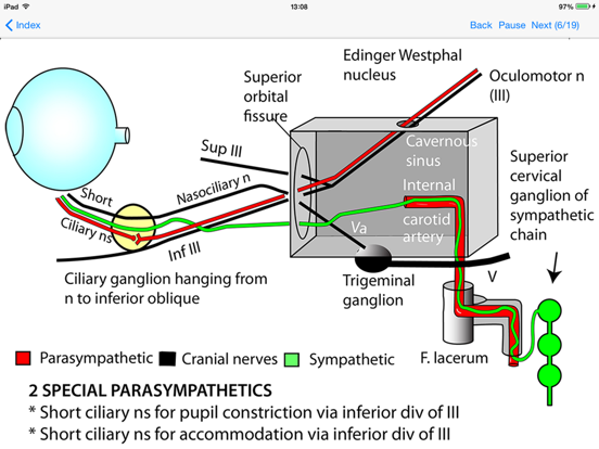 Screenshot #4 pour Anatomy Topics in Focus