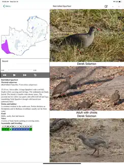 Birds of Zambia iPad image 3