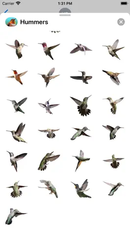 Game screenshot Hummingbird Sticker Pack hack
