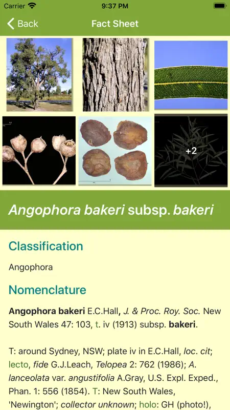 EUCLID Eucalypts of Australia screenshot 6 of 7
