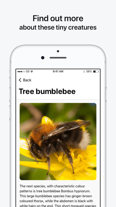 Bumblebee Detector screenshot 4