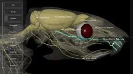 3d rat anatomy iphone images 3