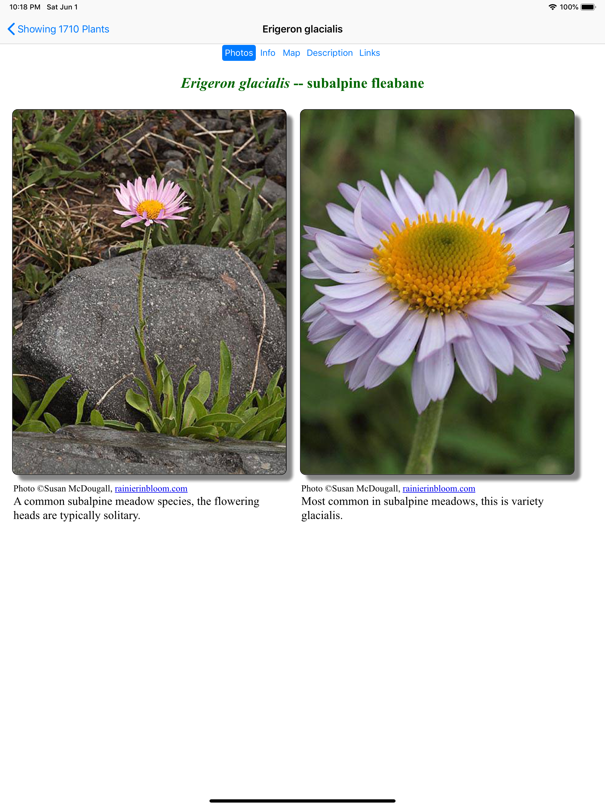 Wyoming Wildflowers