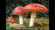 champignons iPhone Captures Décran 4