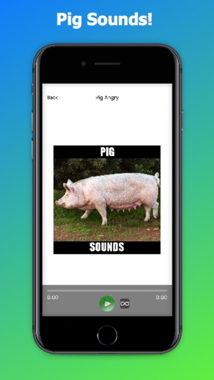 Pig Sounds and Effects