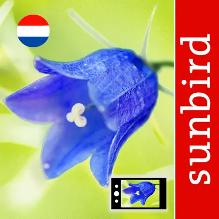 Wild Flower Id Netherlands Cheats