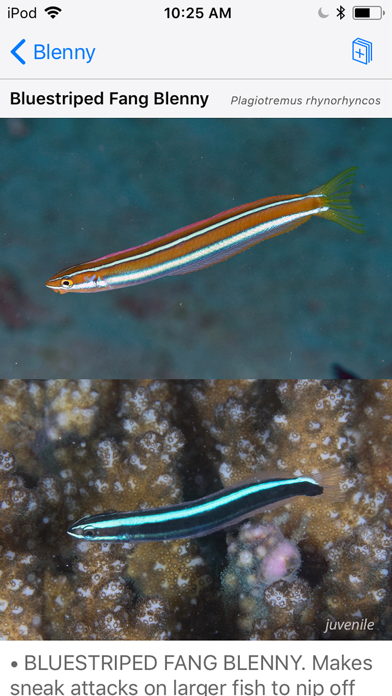 Lembeh Resort House Reef Fishのおすすめ画像6