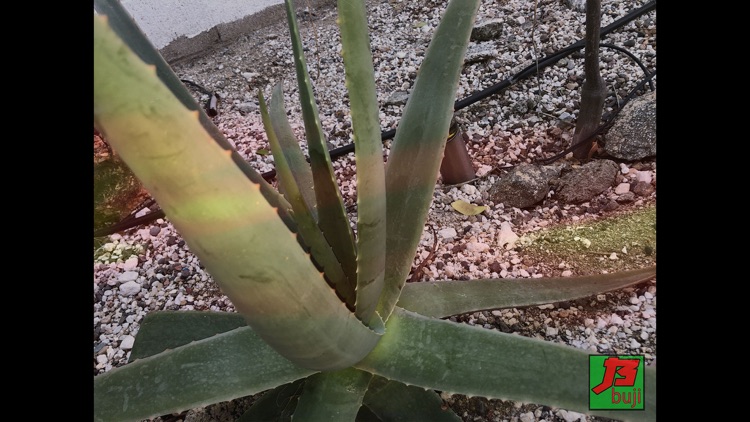 Buji Cam screenshot-7