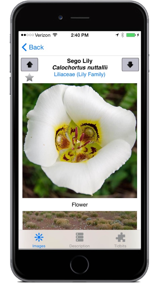 #4. Flora of the Wasatch (iOS) 由: High Country Apps, LLC