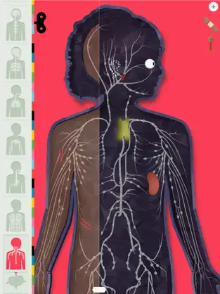 Capture 8 El Cuerpo Humano por Tinybop iphone