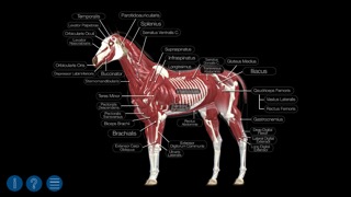 Horse Anatomy: Equine 3Dのおすすめ画像3