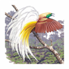 Birds In The Hand, LLC - Birds of New Guinea アートワーク