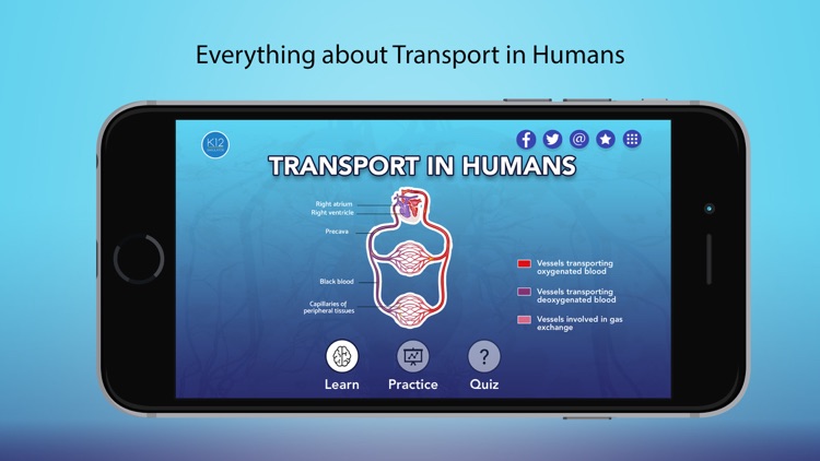Transport in Humans- Biology