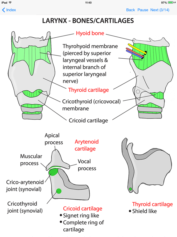 Anatomy Lectures Head and Neckのおすすめ画像2