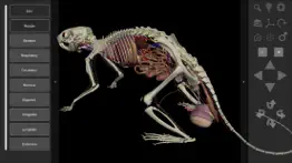 3d rat anatomy iphone images 2