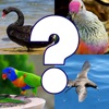 Icon Bird Quiz - Birds of Australia