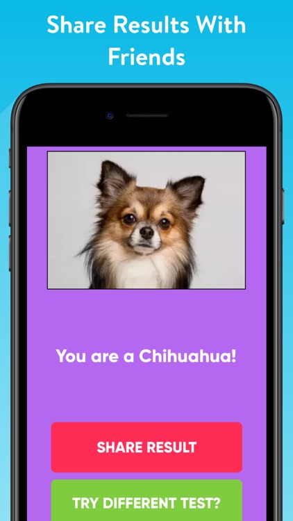 What Type Of Dog Are You?