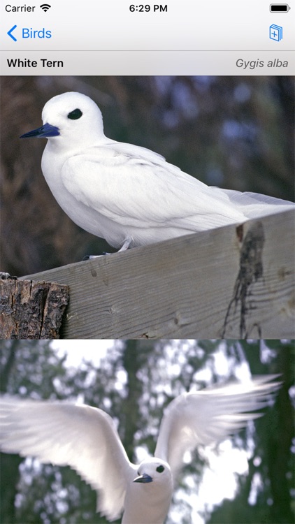 Palmyra Atoll Nature Guide