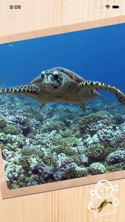 Rolf AR Life of the Sea Turtle