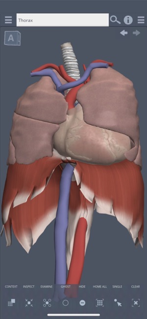 Thorax: 3D Real-time