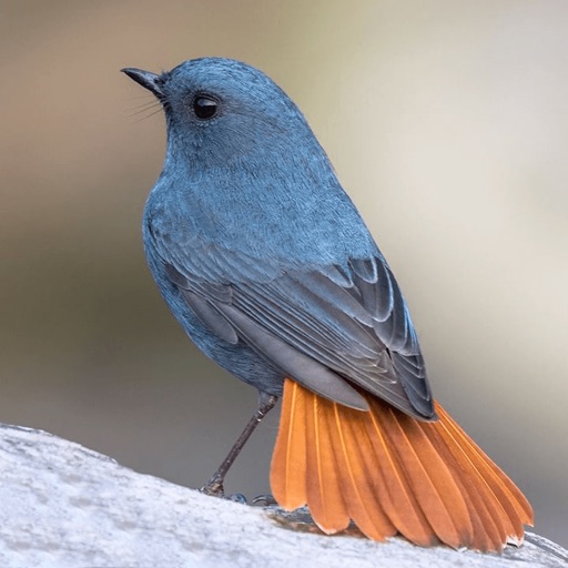 Birds Complete Reference Guide Download