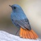 A complete birding reference app that includes over 11,400 species of birds grouped into 243 birding families