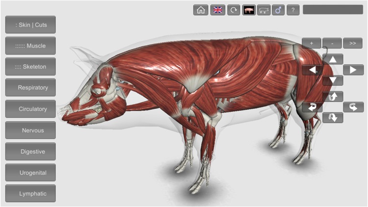 3D Pig Anatomy screenshot-5
