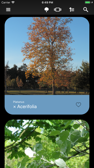 Deciduous trees Screenshot