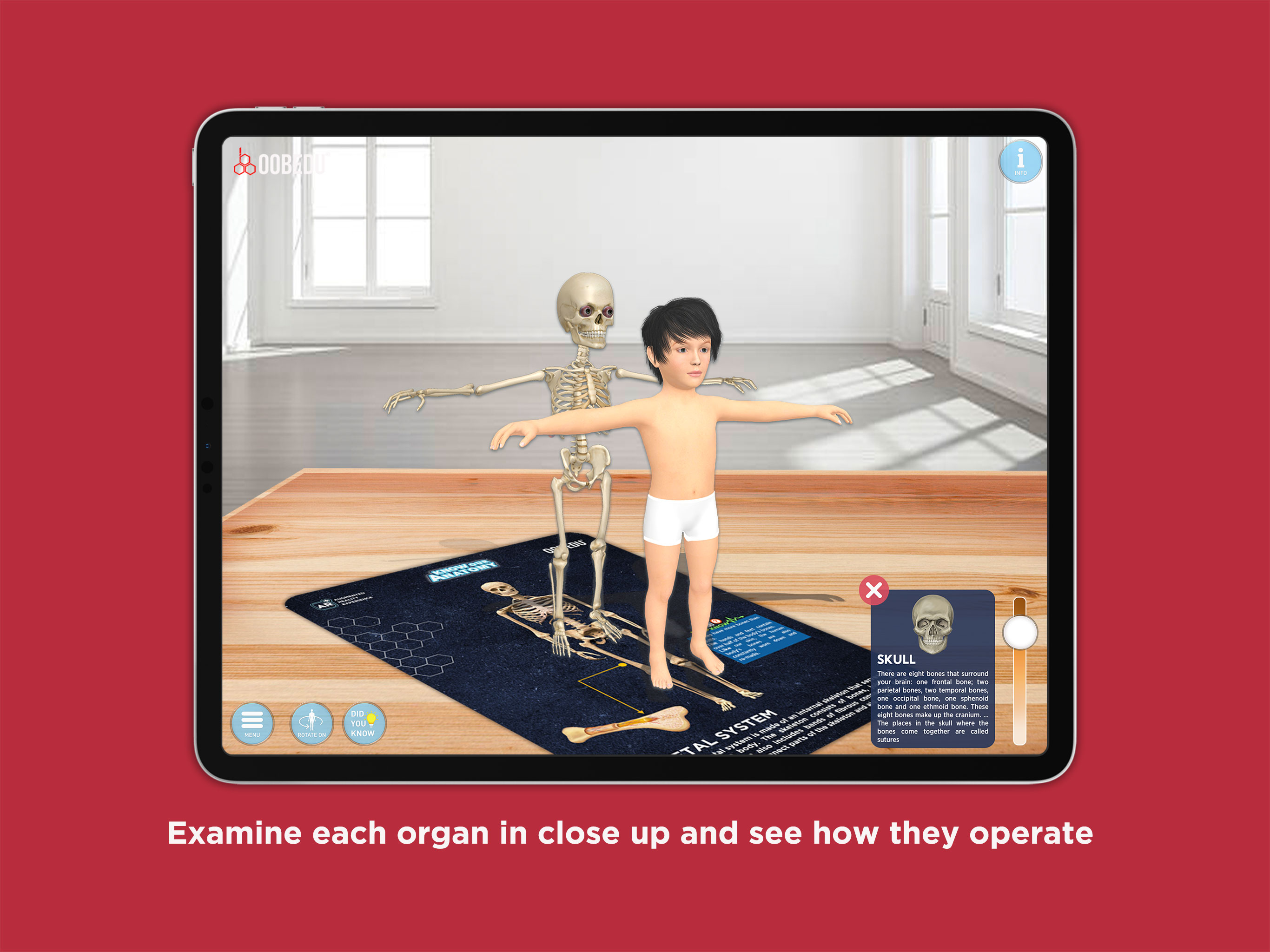 Know our Anatomy by OOBEDU