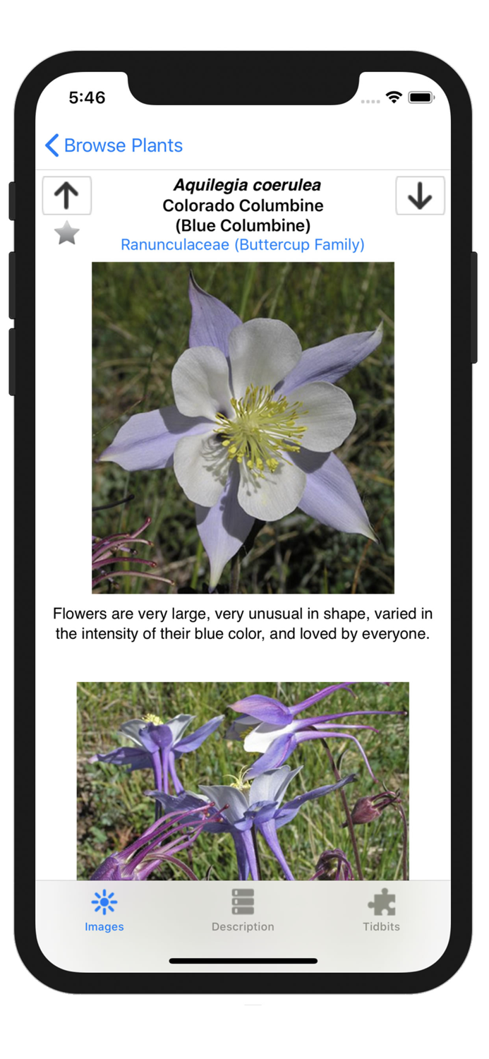 Colorado Rocky Mtn Wildflowers