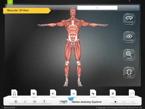 Human Anatomy - Muscular screenshot 4