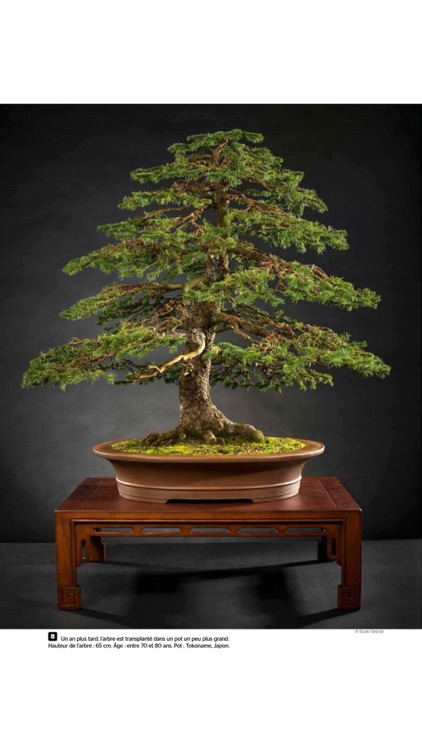 Esprit Bonsai