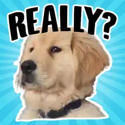 Golden Retriever Stickers app icon