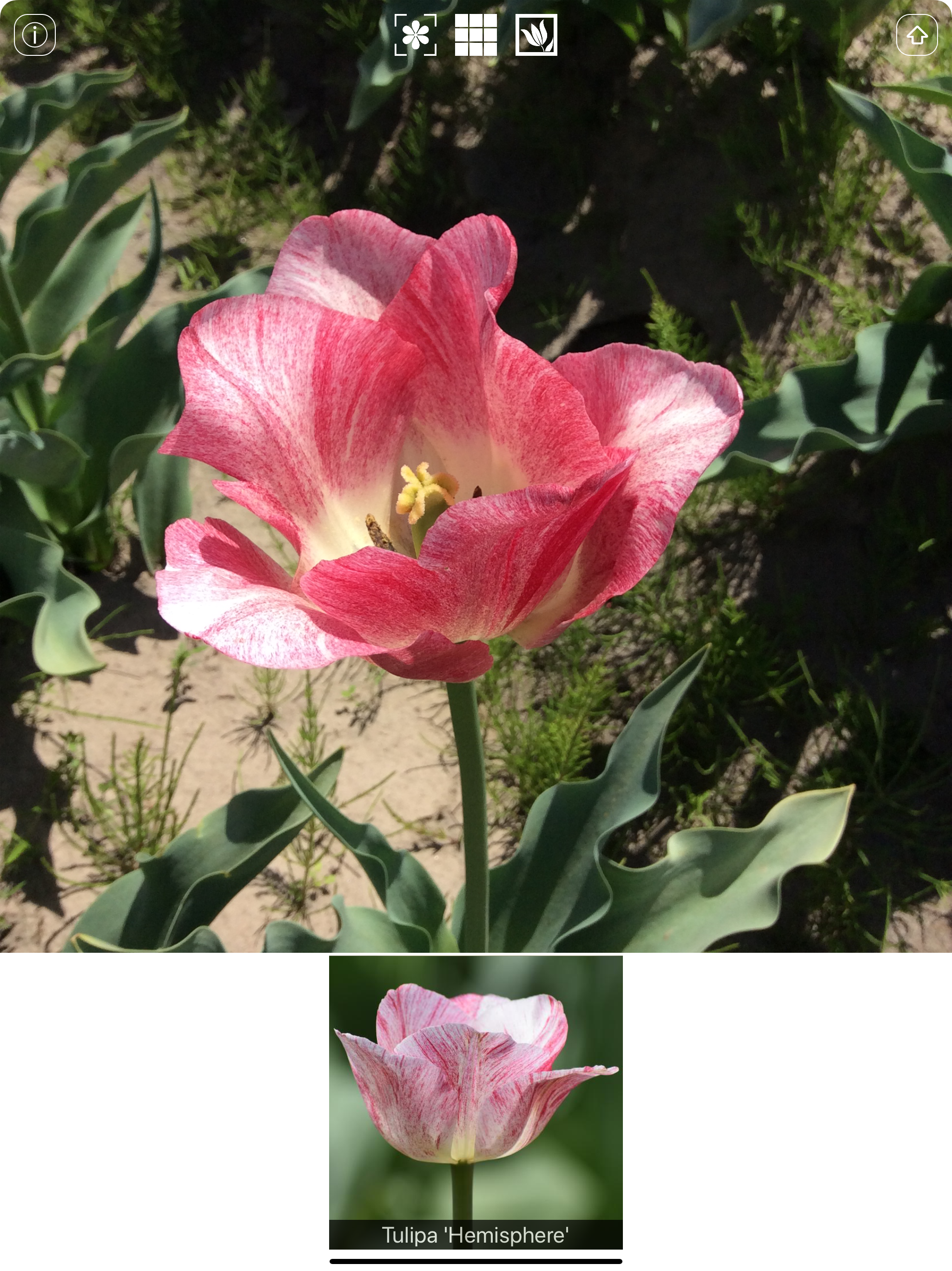 Spring Bulbs