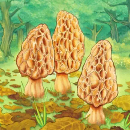 Morels Cheats