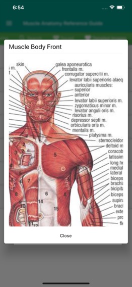 Muscle Anatomy Reference Guideのおすすめ画像3