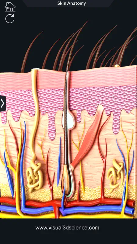 My Skin Anatomy screenshot 8 of 8