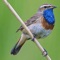 Presenting a UK Birds Sounds compilation app with high quality sounds and songs of birds found in the United Kingdom